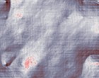 federn polo