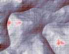 stodmpfer test